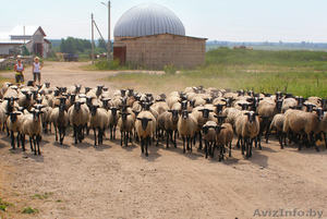 Продаю племенных овец романовской породы