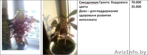 Излишки комнатных растений - Изображение #10, Объявление #1160588