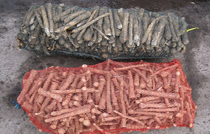 Корень хрена ядреный очищенный от земли #1168863