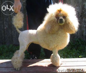 Стрижки собак.Опыт.