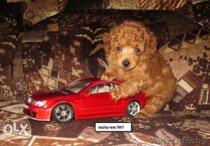 Щенки той-пуделя красного окраса