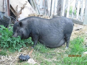 Качественные вьетнамские поросята