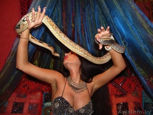 Шоу-Спектакль со змеями, аналогов которому нету Золотые призеры международных ко - Изображение #6, Объявление #1159327