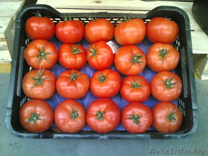 продаем томаты из Испании - Изображение #4, Объявление #1188250
