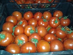 продаем томаты из Испании - Изображение #5, Объявление #1188250
