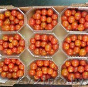 продаем томаты из Испании - Изображение #3, Объявление #1188250