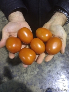 продаем томаты из Испании - Изображение #6, Объявление #1188250