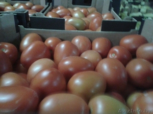продаем томаты из Испании - Изображение #7, Объявление #1188250