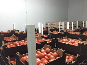 продаем томаты из Испании - Изображение #8, Объявление #1188250