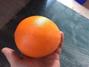 продаем апельсины из испании - Изображение #3, Объявление #1188221