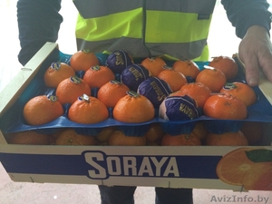 продаем мандарины из Испании - Изображение #7, Объявление #1188219