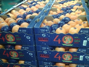 продаем апельсины из испании - Изображение #6, Объявление #1188221