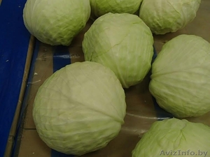 капуста белокочанная 