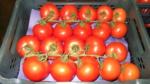 продаем томаты из Испании - Изображение #1, Объявление #1188250