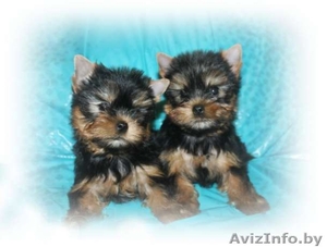 ОБАЛДЕННЫЕ щенки йоркширского терьера В ОРШЕ!Кукольные МАЛЫШИ!