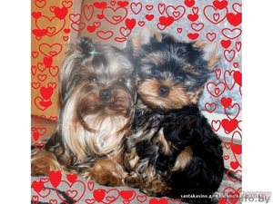 высокопородные щенки ЙОРКШИРСКОГО ТЕРЬЕРА В ОРШЕ для вас!