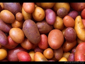 оптовая продажа семенного картофеля - Изображение #1, Объявление #1186932