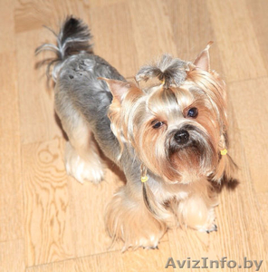 Вязка!Обалденной красоты кобель йоркширский терьер приглашает йорочек!