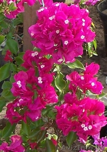 Бугенвиллея - цветёт 9 месяцев в году. Для комнаты, оранжереи и зимнего сада. - Изображение #1, Объявление #1226861