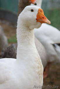 Продам гусят линдовской породы