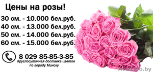  Розы, цветы, с доставкой Минск - Изображение #1, Объявление #1248689