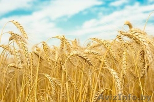 Куплю зерно (тритикале, кукуруза, пшеница, рожь) - Изображение #1, Объявление #1236207