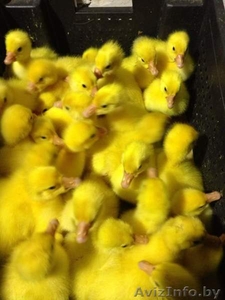 Гусята линдовской породы в Минске
