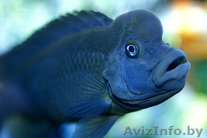 Львиноголовая цихлида - Аквариумные рыбки - Изображение #1, Объявление #1263717