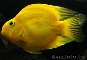Попугай жёлтый - Аквариумные рыбки - Изображение #1, Объявление #1263722