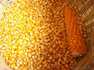Продаем российские семена гибридов кукурузы с доставкой - Изображение #1, Объявление #1263002