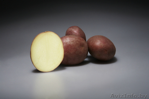 Семенной картофель немецкой селекции  - Изображение #2, Объявление #1283298