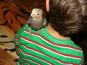  Ручные попугаи корелла - Изображение #5, Объявление #1274397