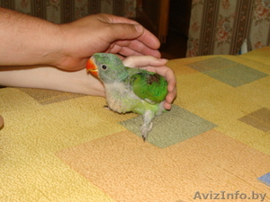 Ручной Александрийский попугай - Изображение #4, Объявление #1274422
