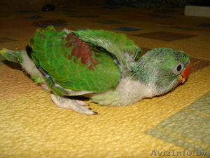 Ручной Александрийский попугай - Изображение #2, Объявление #1274422