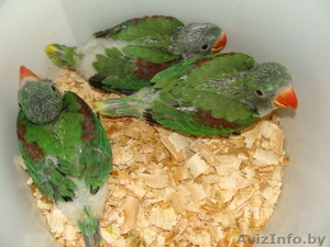 Ручной Александрийский попугай - Изображение #1, Объявление #1274422