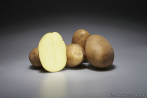 Немецкий семенной картофель - Изображение #1, Объявление #1283292