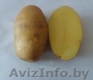 Продам картофель домашний с бесплатной доставкой в Минске - Изображение #1, Объявление #1289325