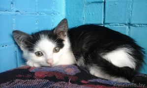 Игривые котята в дар,  1, 5 мес.