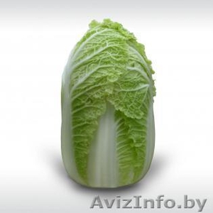 Семена пекинской капусты ZENA F1 / ЗЕНА F1 фирмы Китано - Изображение #1, Объявление #1296172