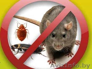 Избавление от тараканов, мышей, клопов. - Изображение #1, Объявление #1304963