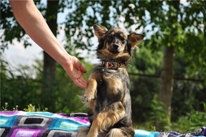 Бонита - молодая небольшая собачка в дар  - Изображение #1, Объявление #1302940