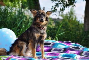 Бонита - молодая небольшая собачка в дар  - Изображение #2, Объявление #1302940