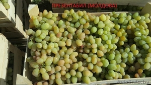 Продам охлажденный виноград из Молдовы - Изображение #1, Объявление #1308928