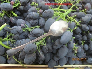 Продам охлажденный виноград из Молдовы - Изображение #2, Объявление #1308928