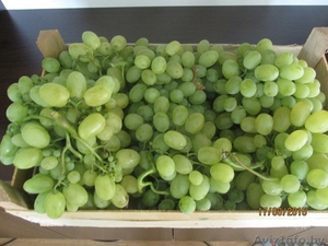 Продам охлажденный виноград из Молдовы - Изображение #3, Объявление #1308928