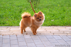 Щенок померанского шпица,  9 месяцев мальчик