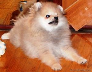  Померанскоий шпиц