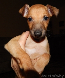 Щенок левретки или итальянской борзой