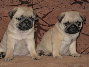 Мопс щенки мальчики и девочки