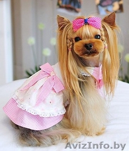 Груминг(стрижка) собак в Орше с выездом на дом